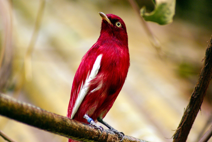 With-its-impressive-plumage-distinctive-crest-and-elusive-behavior-this (700x468, 381Kb)