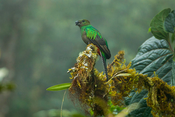 1692744643_889_So-Vibrantly-Colored-This-Bird-Is-Resplendent-In-A-Coat (700x466, 378Kb)