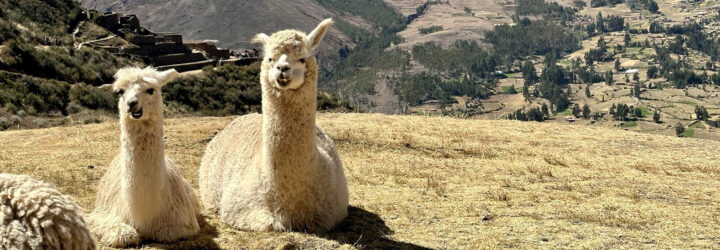 Two llamas sitting on a hill