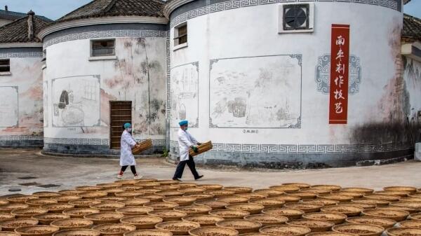 Sun-drying Yiwu jujubes in Jinhua