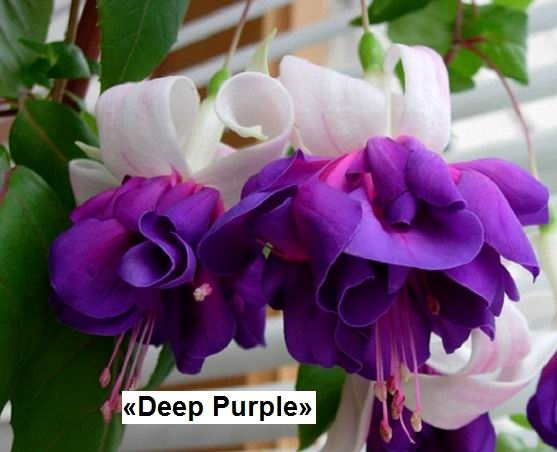  Deep Purple 