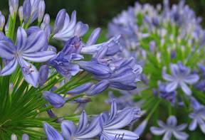 Agapanthus