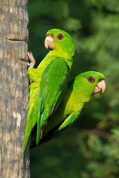 A pair of Green Parakeets