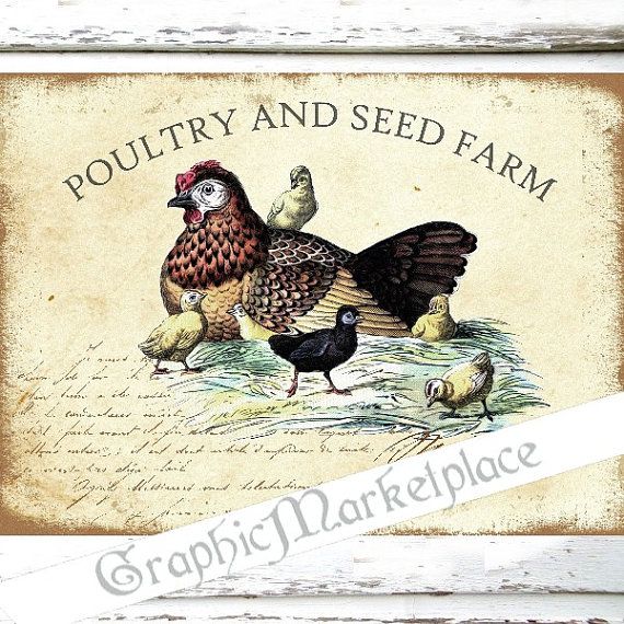 Poultry Farm Hen Chicken Large Image Instant by GraphicMarketplace