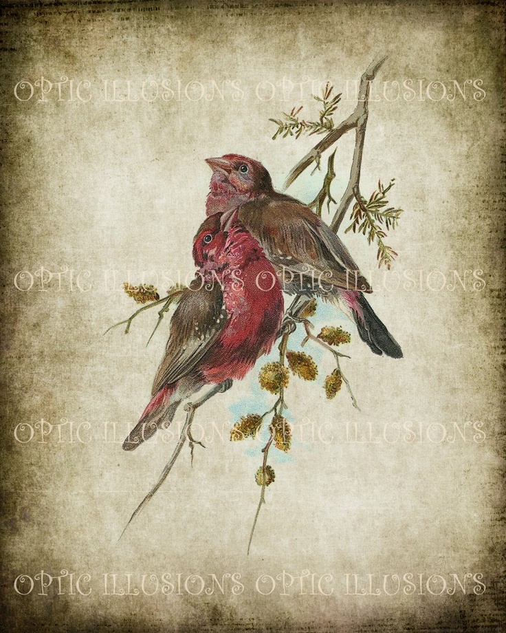 Printable Digital Picture - Vintage Bird