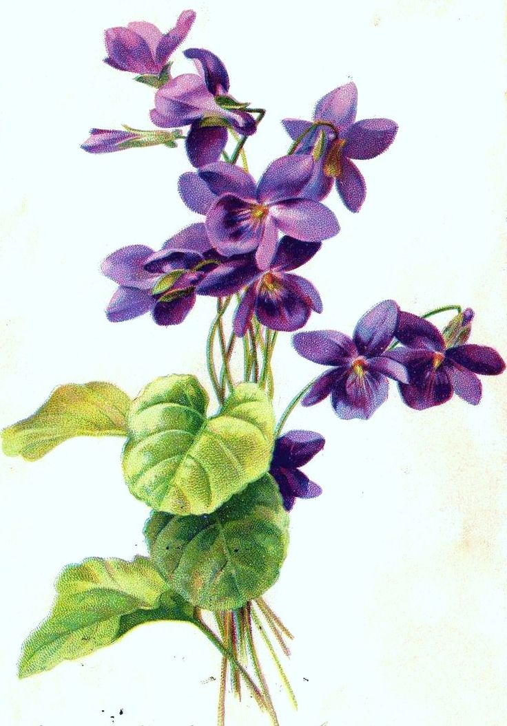 violets