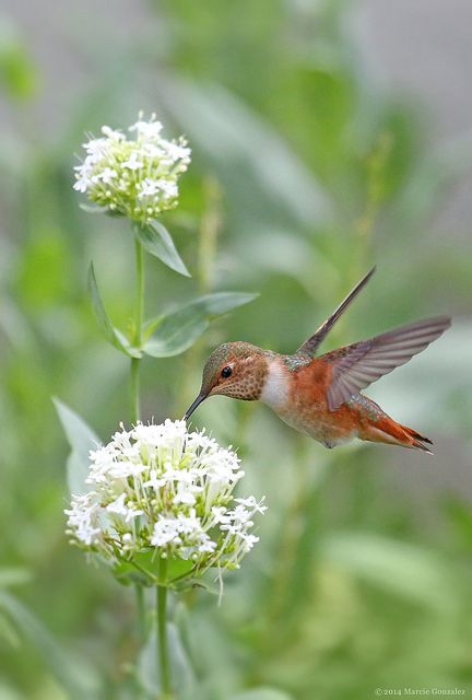 Hummingbird.