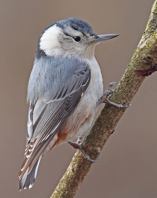 White-breasted Nuthatch