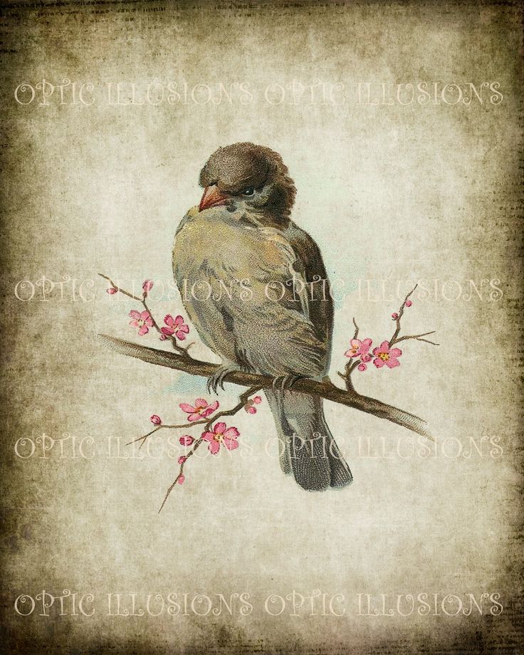 Printable Digital Picture - Vintage Bird Illustrations on Old Paper - BIRD 11 - 8 x 10 inches in size -. $3.99, via Etsy.