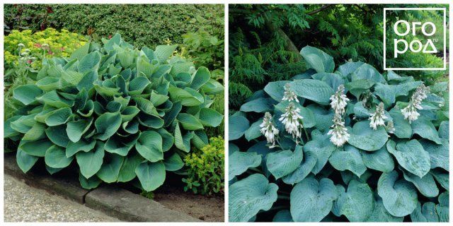    (Hosta sieboldiana) 