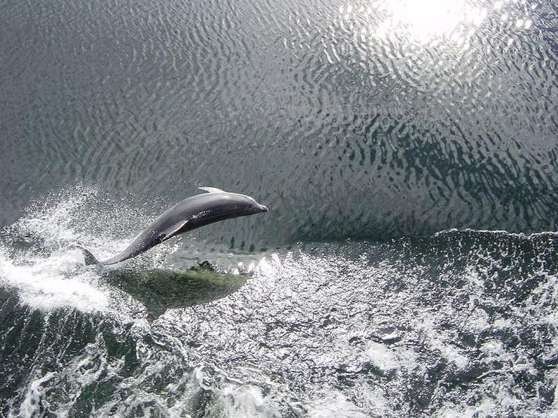dolphins08     