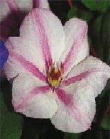    II-Clematis 'Jan Pawe II'(JOHN PAUL II)