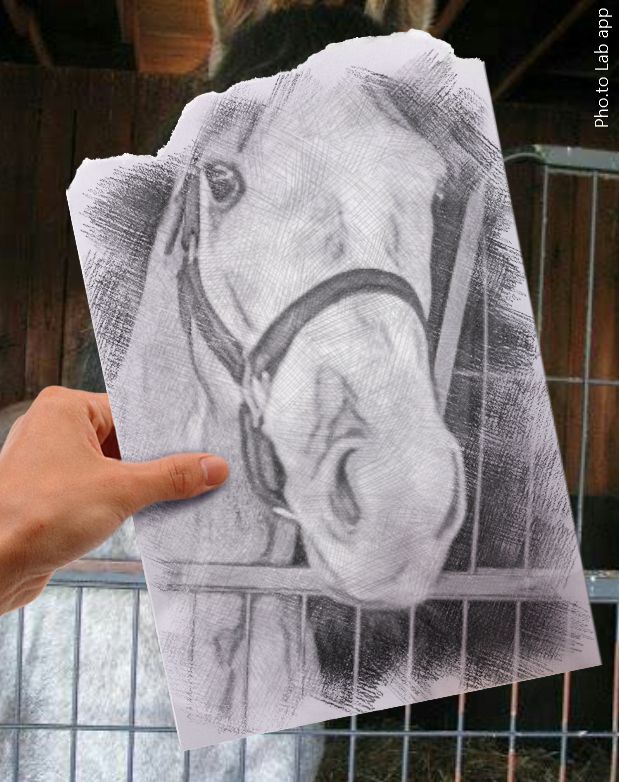 Photo of a beautiful horse turned into s pencil sketch