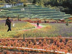 北京梨树沟花海梯田美景如画