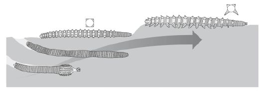 Evolutionary emergence of panarthropods - after Dzik and Krumbiegel 1989)