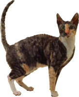 Кот PNG