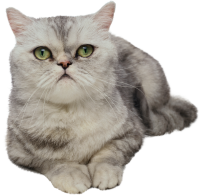 Кот PNG