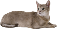 Кот PNG