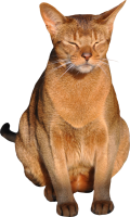 Кот PNG