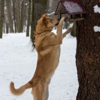 Белки, где вы? выходите, поиграем! :: Владимир Безбородов