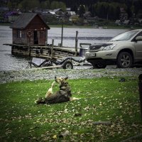 А вы ноктюрн сыграть смогли бы на флейте собственной ноги? :: Аркадий Пазовский