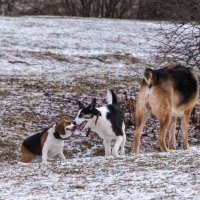 Нежные чувства. :: Владимир Безбородов