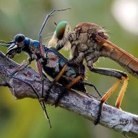 Robber Fly vs Tiger Beetle :: ian 35AWARDS