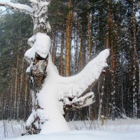 Причуды зимы :: Наталья Петровна Власова