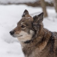 *** :: Владимир Безбородов