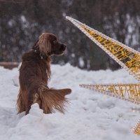 Новогодний пёс. :: Владимир Безбородов