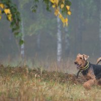 Это сладкое слово "Свобода"! :: Владимир Безбородов