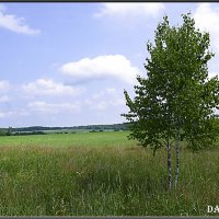 Во поле берёзонька стояла. :: Александр Дмитриев