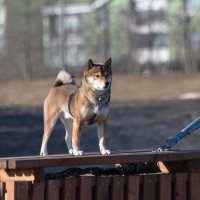 Акелла. :: Владимир Безбородов