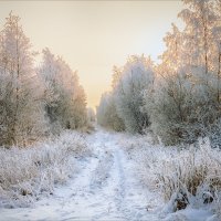 Лесная дорога... :: Александр Никитинский