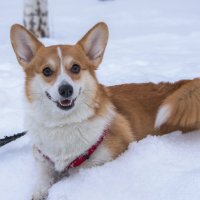 "А вот и я!" :: Владимир Безбородов