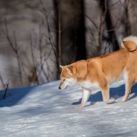 По своим делам... :: Владимир Безбородов