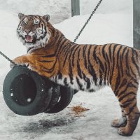 Амурский тигр Тамерлан :: Макс Беккер