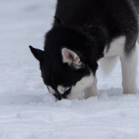 Охота на мышей. :: Владимир Безбородов