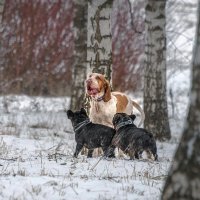 Баллада... :: Владимир Безбородов