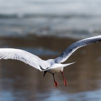 Полет озерной чайки. :: Владимир Безбородов