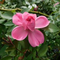 Роза флорибунда розовая :: Наиля 