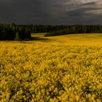 РАПСодия :: Андрей Бо