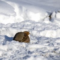 Куропатка. :: Валерий Шурмиль