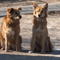 Подружки. :: Владимир Безбородов