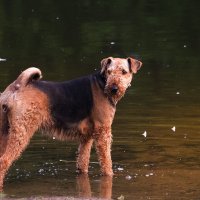 "А может не будем купаться? Вода холодная..." :: Владимир Безбородов