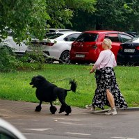 Дама с собачкой :: Николай 