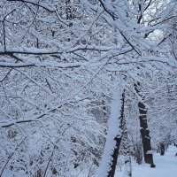 Зимний парк живёт неторопливо жизнью сосен, тишины и снега… :: Freddy 97