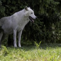 Arctic wolf :: Al Pashang 