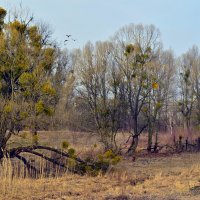 Последний день зимы :: Владимир ЯЩУК