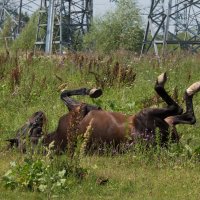 Смешной анекдот рассказали... :: Владимир Безбородов